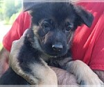Small Photo #1 German Shepherd Dog Puppy For Sale in BRIDGEWATER, NH, USA