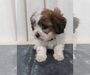 Zuchon Puppy for sale in MARENGO, WI, USA