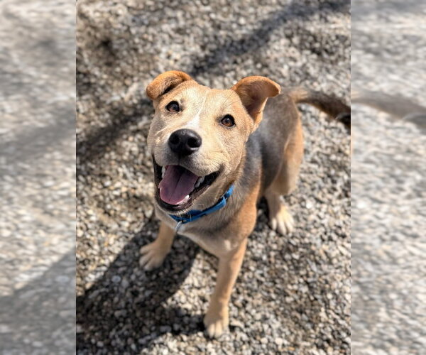 Medium Photo #1 Mutt Puppy For Sale in Elmsford, NY, USA