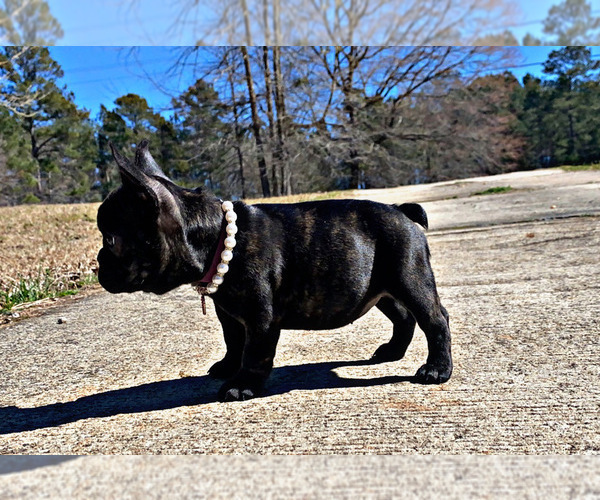 Medium Photo #2 French Bulldog Puppy For Sale in LOCUST GROVE, GA, USA