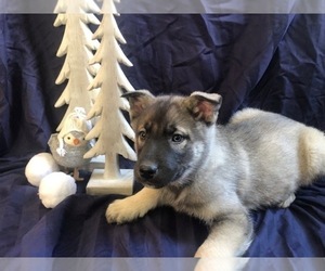 German Shepherd Dog-Siberian Husky Mix Puppy for sale in PORT ROYAL, PA, USA