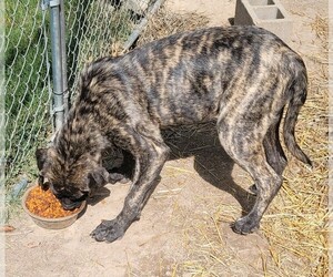 Mastiff Puppy for sale in farina, IL, USA