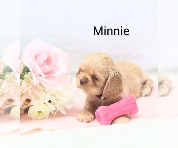 Medium Photo #14 Cocker Spaniel Puppy For Sale in LOYAL, WI, USA