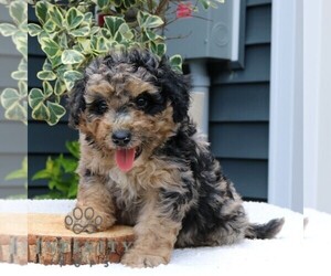 Bernedoodle (Miniature) Puppy for sale in NEW HOLLAND, PA, USA