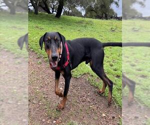 Doberman Pinscher-Unknown Mix Dogs for adoption in Santa Barbara, CA, USA
