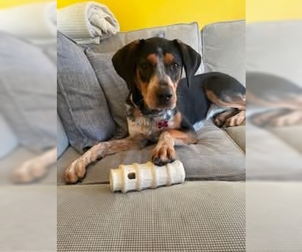 Medium Photo #3 Mutt Puppy For Sale in pomfret, CT, USA