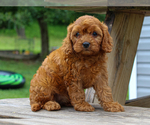 Small #1 Cavalier King Charles Spaniel-Poodle (Toy) Mix