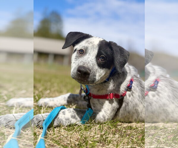 Medium Photo #1 Mutt Puppy For Sale in West Cornwall, CT, USA