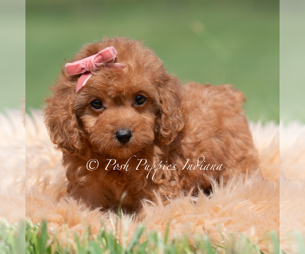 Medium Photo #91 Maltipoo (Miniature) Puppy For Sale in WARSAW, IN, USA