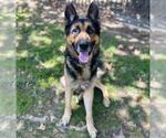 Small #1 German Shepherd Dog