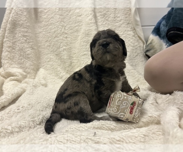 Medium Photo #9 Aussiedoodle Puppy For Sale in PASCAGOULA, MS, USA