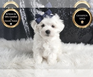 Medium Maltese