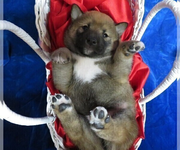 Medium Photo #3 Shiba Inu Puppy For Sale in HARTVILLE, MO, USA