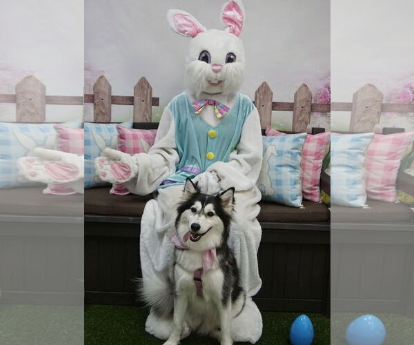 Medium Photo #5 Huskies -Unknown Mix Puppy For Sale in Oakhurst, NJ, USA