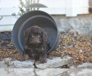 Poochon Puppy for sale in ELDORADO, OH, USA