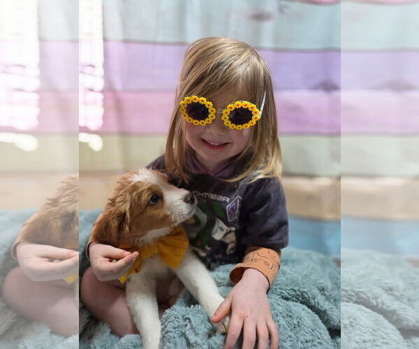 Medium Photo #4 Mountain Cur-Unknown Mix Puppy For Sale in New London, WI, USA