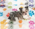 Duke - Male Papitese Puppy for Sale - Photo #10