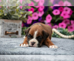Small #2 Boxer