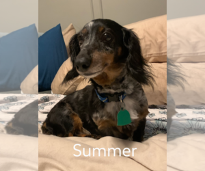 Summer - Female Dachshund Dog for Adoption - Photo #2