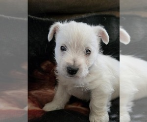 West Highland White Terrier Puppy for Sale in PITTSBURG, Kansas USA