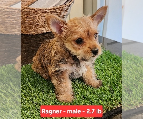 Medium Photo #2 Carkie Puppy For Sale in SAINT PAUL, MN, USA