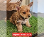 Puppy Ragner Carkie