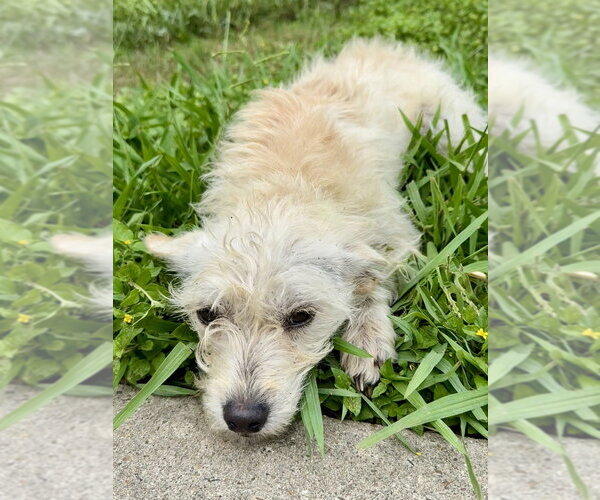 Medium Photo #3 Mutt Puppy For Sale in San Leon, TX, USA