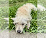 Small #2 Mutt