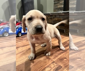 Labralas Puppy for sale in LAKEVILLE, MN, USA