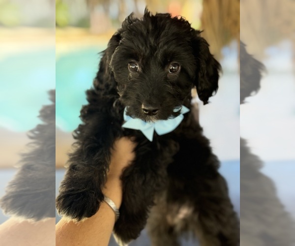 Medium Photo #22 Aussiedoodle Miniature  Puppy For Sale in MENIFEE, CA, USA