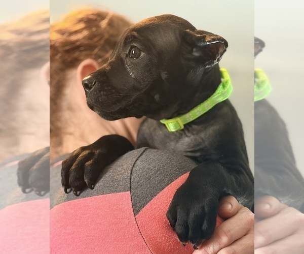 Medium Photo #18 Cane Corso Puppy For Sale in ANDERSON, IN, USA