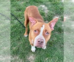 Small Photo #3 Mutt Puppy For Sale in Evansville, IN, USA