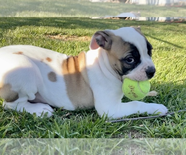 Medium Photo #13 American Bulldog Puppy For Sale in MILLS RIVER, NC, USA