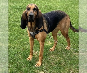 Labloodhound Puppy for sale in NEW CARLISLE, OH, USA