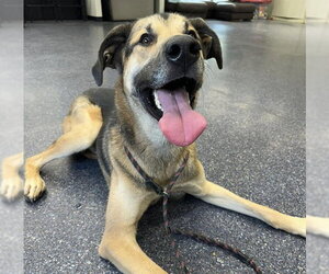 German Shepherd Dog-Unknown Mix Dogs for adoption in Anchorage, AK, USA