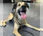 Small German Shepherd Dog Mix