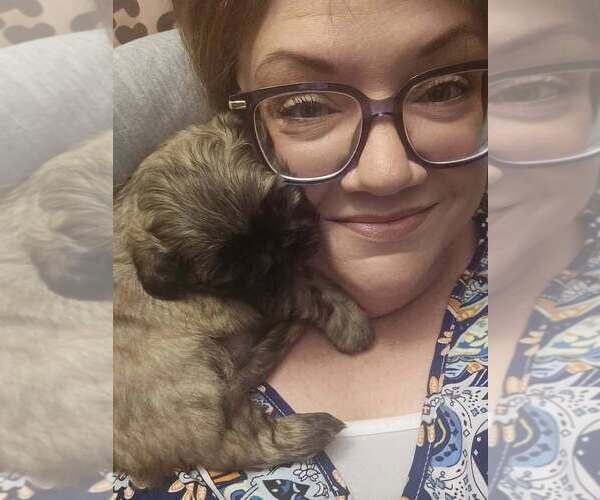 Medium Photo #9 Shih Tzu Puppy For Sale in CANFIELD, OH, USA