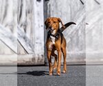 Small Photo #9 Beagle-Unknown Mix Puppy For Sale in Rustburg, VA, USA