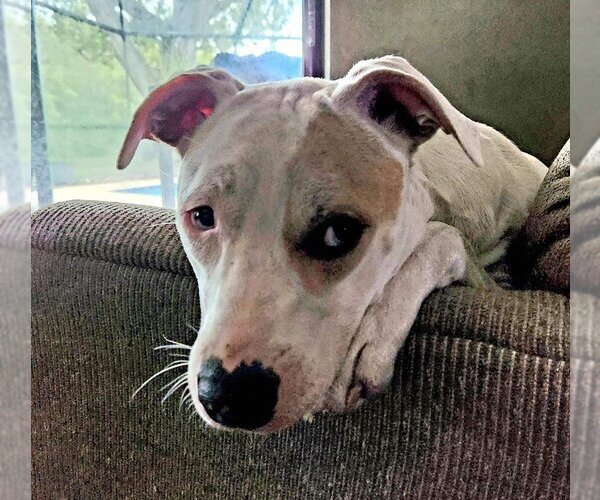 Medium Photo #3 Catahoula Leopard Dog-Unknown Mix Puppy For Sale in Tampa, FL, USA
