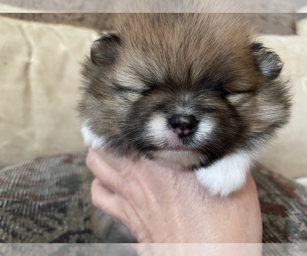Medium Photo #1 Pomeranian Puppy For Sale in ROANOKE, VA, USA