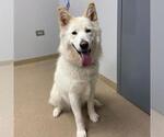 Small Siberian Husky