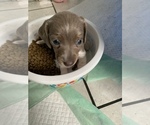 Small Photo #45 Dachshund Puppy For Sale in HONDO, TX, USA