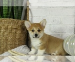 Small Photo #3 Pembroke Welsh Corgi Puppy For Sale in BOSWELL, IN, USA