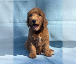 Puppy Reggie Goldendoodle