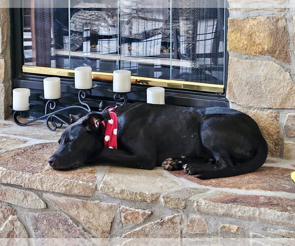 Medium Photo #5 Labrador Retriever-Unknown Mix Puppy For Sale in Rockaway, NJ, USA