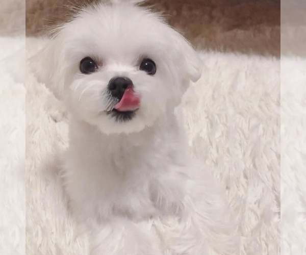Medium Photo #3 Maltese Puppy For Sale in CLERMONT, FL, USA
