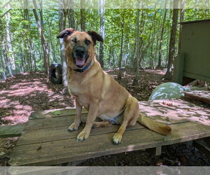 German Shepherd Dog-Unknown Mix Dogs for adoption in McCormick, SC, USA