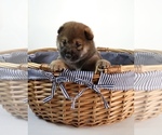 Small Photo #21 Shiba Inu Puppy For Sale in WINTER PARK, FL, USA