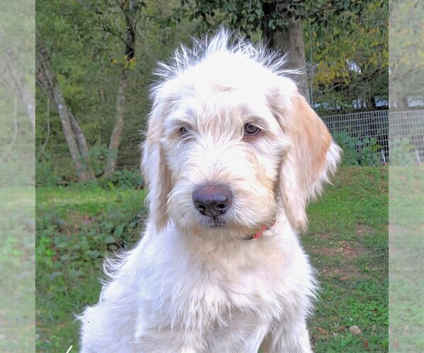 Medium Photo #4 Labradoodle-Poodle (Standard) Mix Puppy For Sale in LINDEN, TN, USA