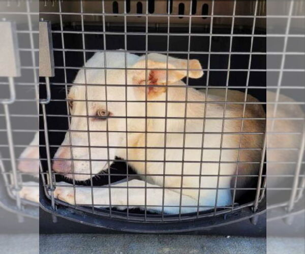 Medium Photo #8 Unknown-white german shepherd Mix Puppy For Sale in Winston Salem, NC, USA